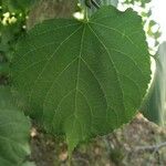 Tilia cordata Leaf