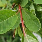 Exochorda racemosa Casca