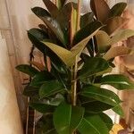 Ficus elastica List