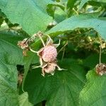 Rubus odoratus Fruit