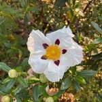 Cistus ladaniferÇiçek