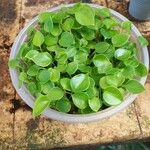 Peperomia serpens Lapas