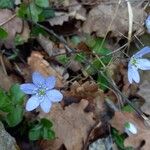 Anemone hepaticaFlower