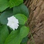 Thunbergia fragrans പുഷ്പം