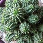 Euphorbia susannae Feuille