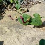 Aristolochia baetica Квітка