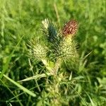 Cirsium vulgareFlower