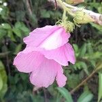 Hibiscus bifurcatus Flower