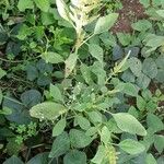 Amaranthus spinosus عادت داشتن