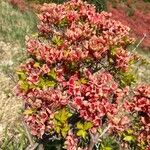 Rhododendron kaempferi Blomma