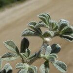 Medicago marina Blatt