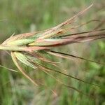 Themeda triandra Mbuma