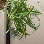 Chlorophytum comosumLeaf