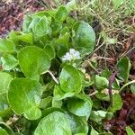 Cochlearia officinalis Цвят