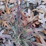 Schizachyrium scoparium Blatt