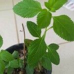Lippia alba Foglia