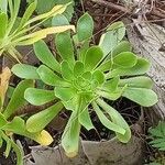 Aeonium arboreum Leaf