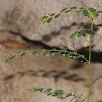 Phyllanthus loandensis Habitus