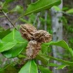 Pittosporum cherrieri Fruit