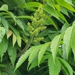 Rhus glabra Ліст