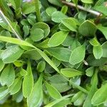 Globularia cordifolia Leaf