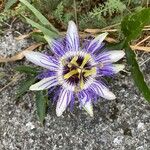 Passiflora caeruleaFlower