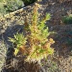 Carthamus arborescens Hábito