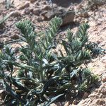 Arnebia decumbens Otro