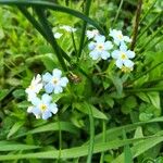 Myosotis sicula 葉