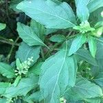 Ocimum carnosum Frunză