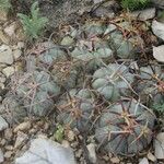 Echinocactus horizonthalonius Habit