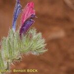 Echium horridum 其他