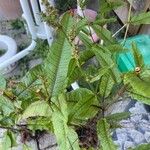 Rumex sanguineusFeuille