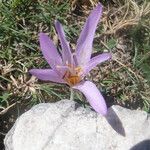 Colchicum lusitanum Květ