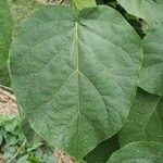 Solanum erianthum Leaf