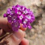 Lantana montevidensis Çiçek