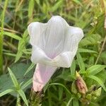 Ipomoea pandurata Flor