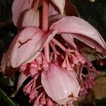 Medinilla magnifica 花