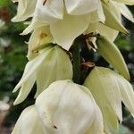 Yucca filamentosaFlower