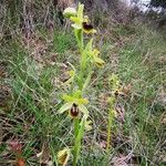 Ophrys virescens Blüte