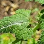 Lamium bifidum Leaf