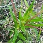 Conostomium quadrangulare Leaf