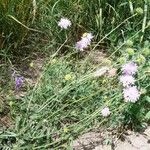 Knautia arvensis Flower