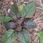 Ajuga reptansFuelha