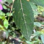 Impatiens platypetala Leaf