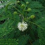 leucaena leucocephallaBlomst