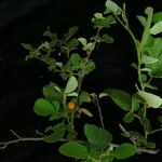 Rubus ellipticus Elinympäristö
