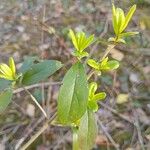 Ligustrum vulgareपत्ता