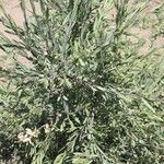 Boscia albitrunca Yeri