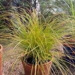 Carex testacea Lapas